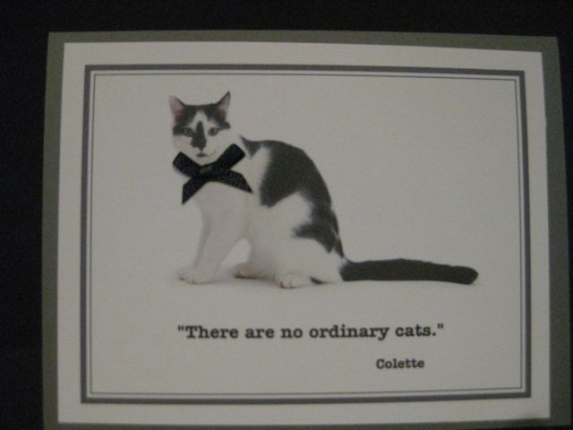 cat note card 7