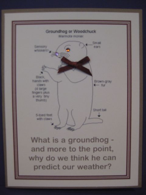Groundhog or woodchuck