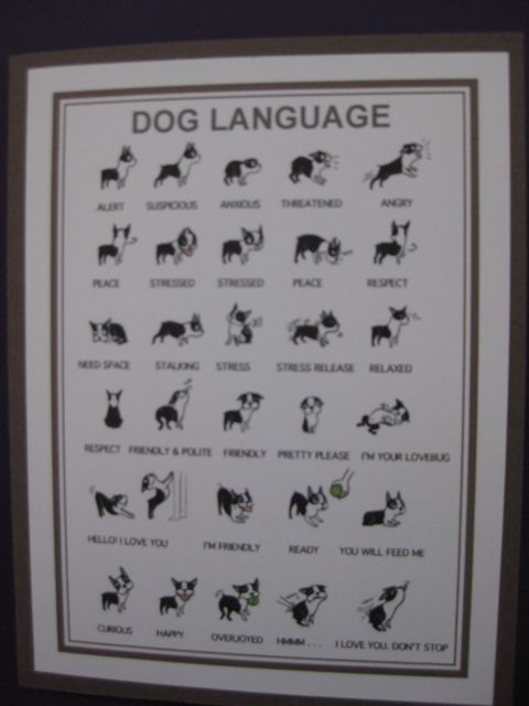 Dog Language