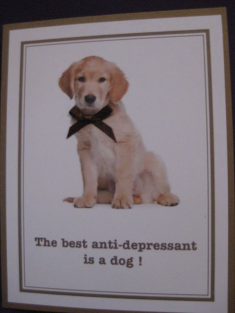 Dog/anti-depressant