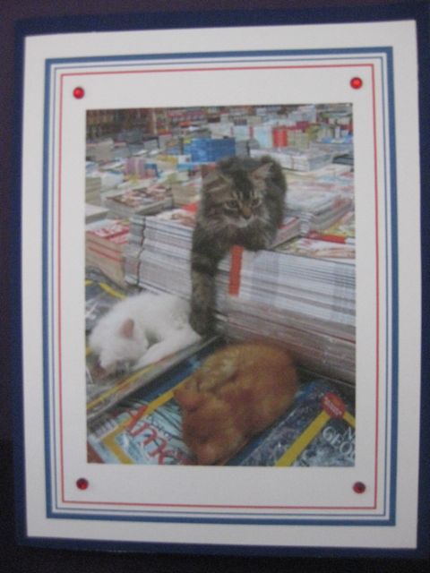 Cats/magazines