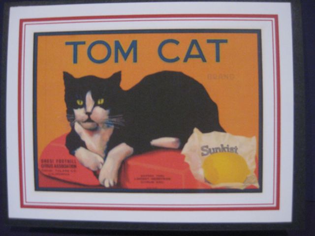 Tom Cat/Oranges
