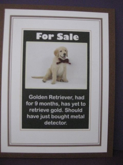 Golden retriever for sale