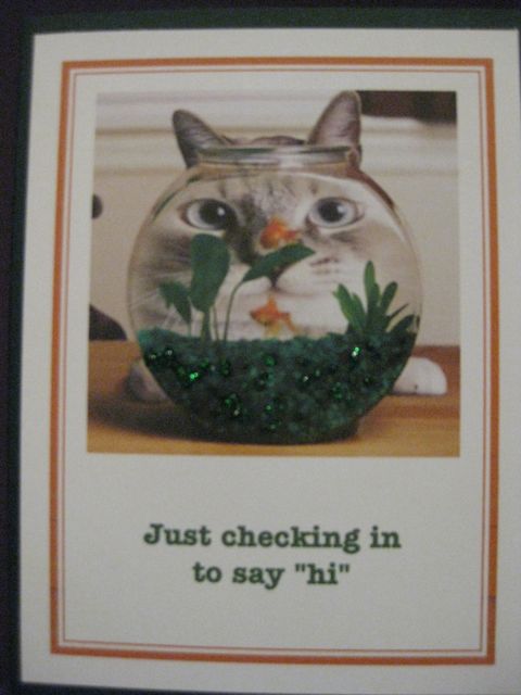 Cat/fishbowl