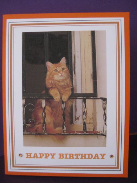 Orange cat/birthday