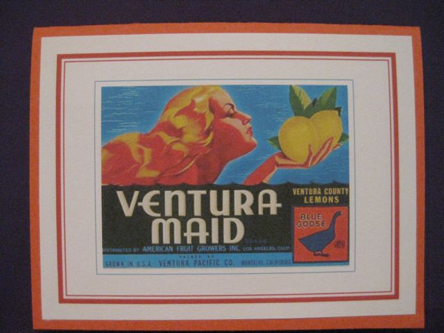 Ventura Maid/lemons
