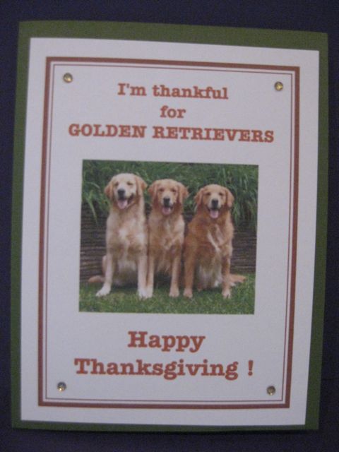 Thankful for golden retrievers