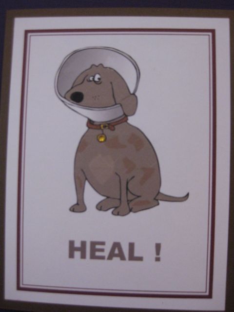 Dog/cone/HEAL