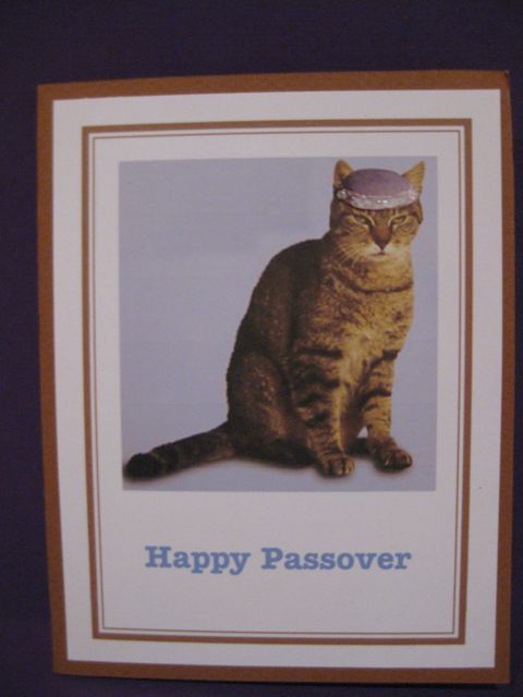 Cat/Passover