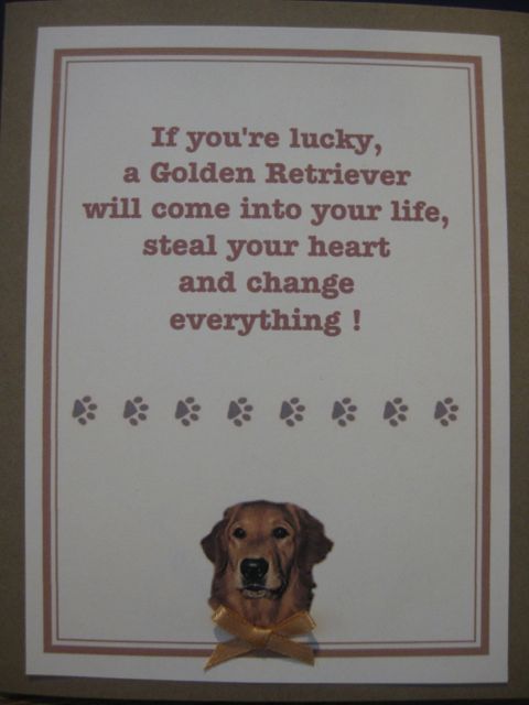 Golden retriever steal your heart