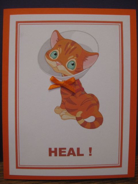 Cat w/cone/Heal