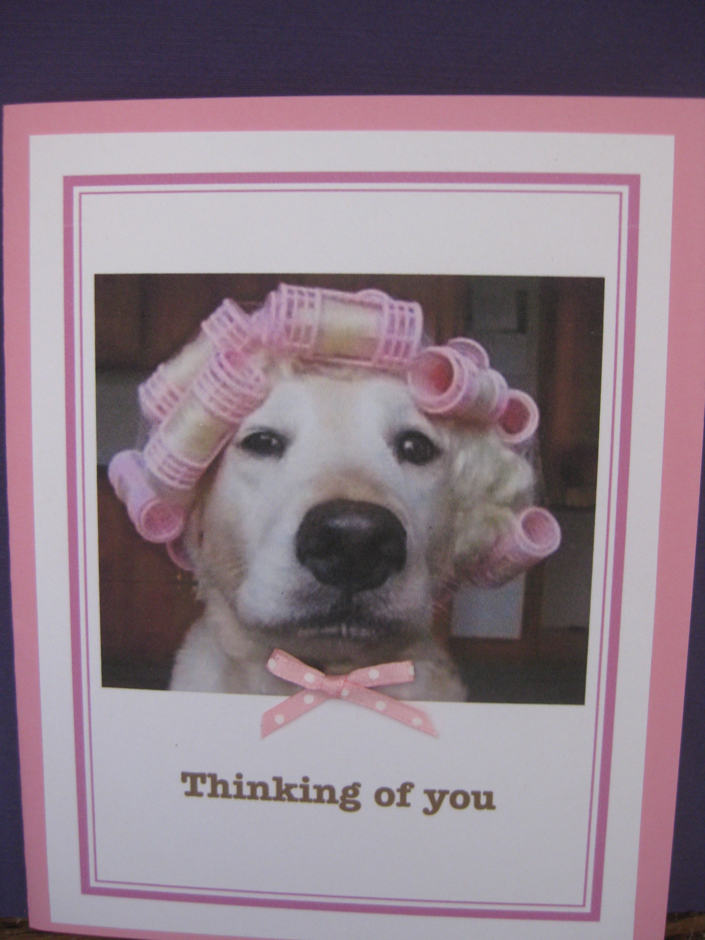 Golden retriever/rollers
