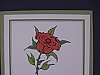Rose bushes/thorns