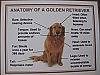 Anatomy of a golden retriever